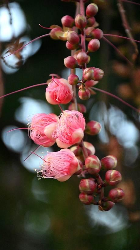 花が咲いている木

AI 生成コンテンツは誤りを含む可能性があります。