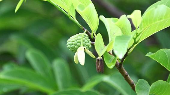 花が咲いている植物

AI 生成コンテンツは誤りを含む可能性があります。