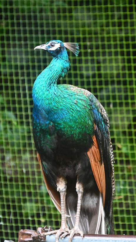 フェンスの前に立っている鳥

AI 生成コンテンツは誤りを含む可能性があります。