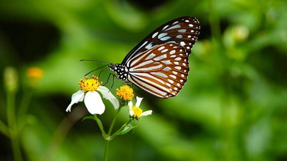 花にとまる蝶

AI 生成コンテンツは誤りを含む可能性があります。
