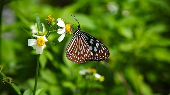 花にとまる蝶

AI 生成コンテンツは誤りを含む可能性があります。