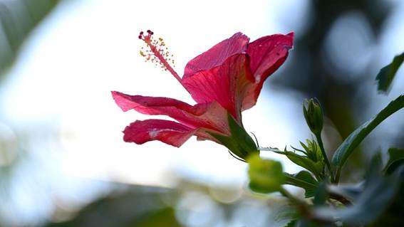 花が咲いている植物

AI 生成コンテンツは誤りを含む可能性があります。