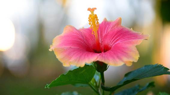 花が咲いている植物

AI 生成コンテンツは誤りを含む可能性があります。