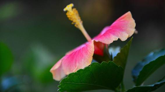 花が咲いている植物

AI 生成コンテンツは誤りを含む可能性があります。