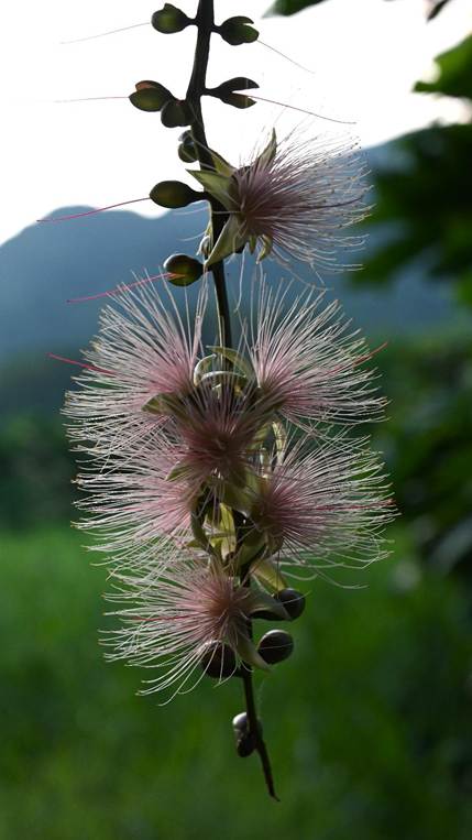 植物, 木, 花 が含まれている画像

AI 生成コンテンツは誤りを含む可能性があります。