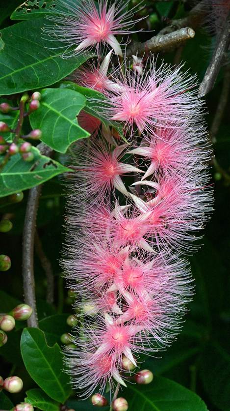 ピンクの花が咲いている植物

AI 生成コンテンツは誤りを含む可能性があります。