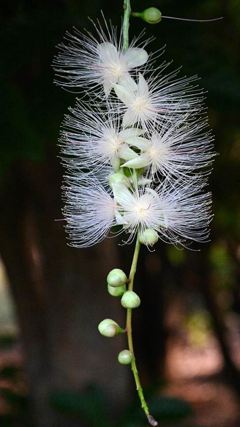 花が咲いている植物

AI 生成コンテンツは誤りを含む可能性があります。