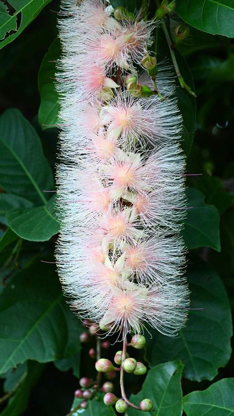 花が咲いている植物

AI 生成コンテンツは誤りを含む可能性があります。