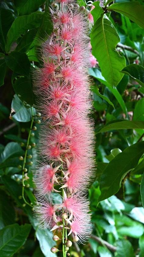 花が咲いている植物

AI 生成コンテンツは誤りを含む可能性があります。