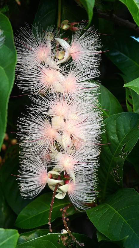 花が咲いている植物

AI 生成コンテンツは誤りを含む可能性があります。
