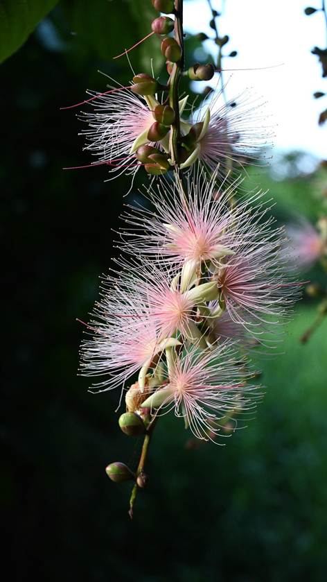 花が咲いている植物

AI 生成コンテンツは誤りを含む可能性があります。