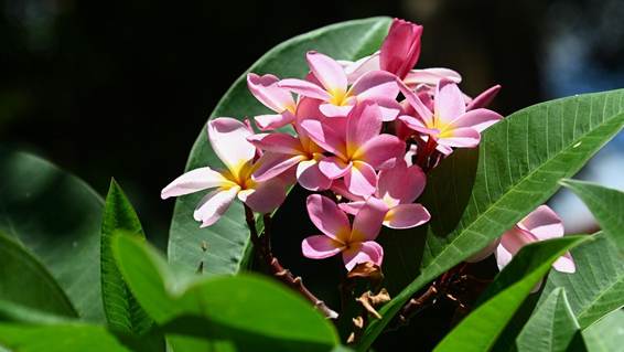 花が咲いている植物

AI 生成コンテンツは誤りを含む可能性があります。