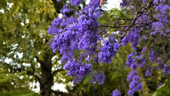 紫の花が咲いている木

AI 生成コンテンツは誤りを含む可能性があります。