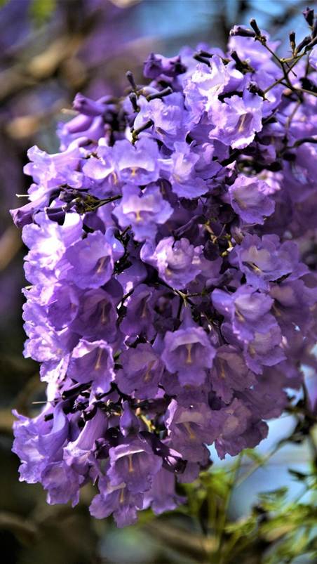 紫の花が咲いている植物

AI 生成コンテンツは誤りを含む可能性があります。