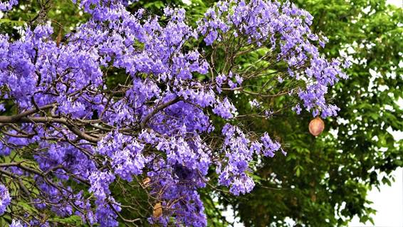 紫の花が咲いている木

AI 生成コンテンツは誤りを含む可能性があります。