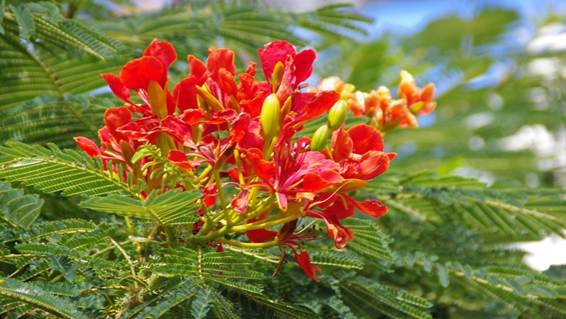 花が咲いている植物

AI 生成コンテンツは誤りを含む可能性があります。