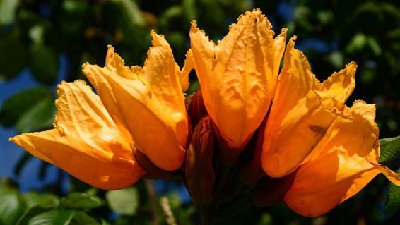 オレンジ色の花

AI 生成コンテンツは誤りを含む可能性があります。