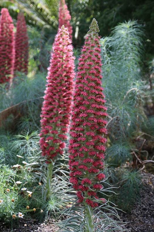 花が咲いている植物

AI 生成コンテンツは誤りを含む可能性があります。