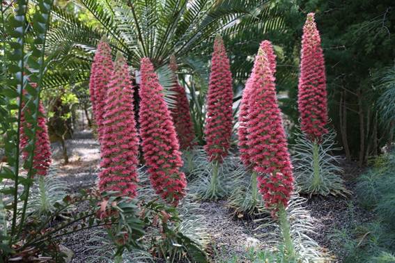ピンクの花が咲いている植物

AI 生成コンテンツは誤りを含む可能性があります。
