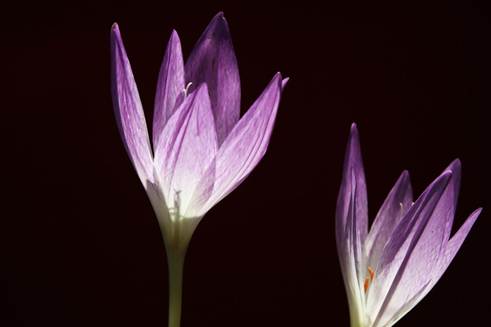 花の絵

AI 生成コンテンツは誤りを含む可能性があります。