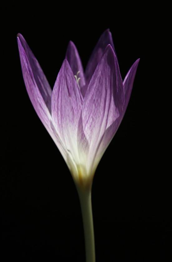 花の絵

AI 生成コンテンツは誤りを含む可能性があります。