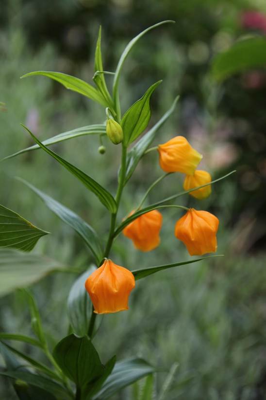 オレンジ色の花が咲いている植物

AI 生成コンテンツは誤りを含む可能性があります。