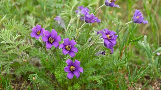 草の上にいろいろな花

AI 生成コンテンツは誤りを含む可能性があります。
