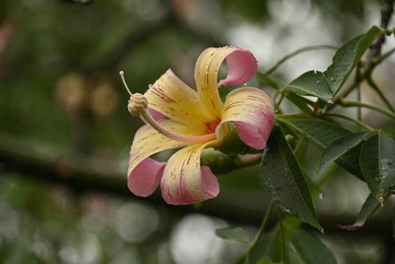 花が咲いている植物

AI 生成コンテンツは誤りを含む可能性があります。