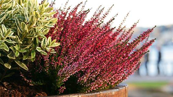 花が咲いている植物

AI 生成コンテンツは誤りを含む可能性があります。