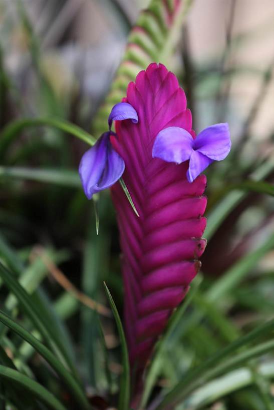 紫の花が咲いている

AI 生成コンテンツは誤りを含む可能性があります。