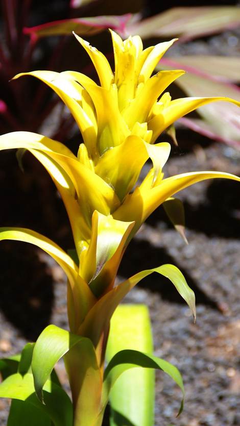 花が咲いている植物

AI 生成コンテンツは誤りを含む可能性があります。