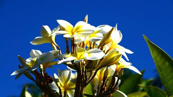 花が咲いている

AI 生成コンテンツは誤りを含む可能性があります。