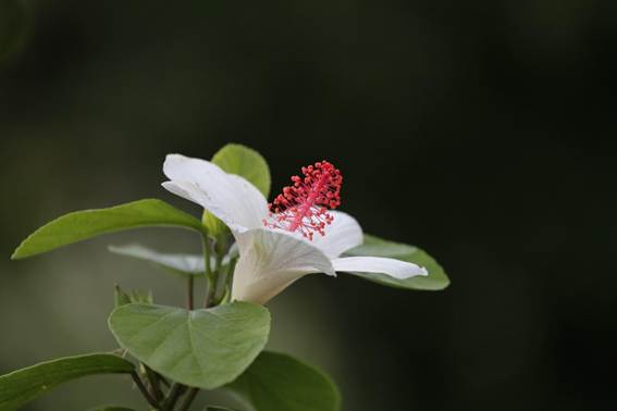 花が咲いている植物

AI 生成コンテンツは誤りを含む可能性があります。