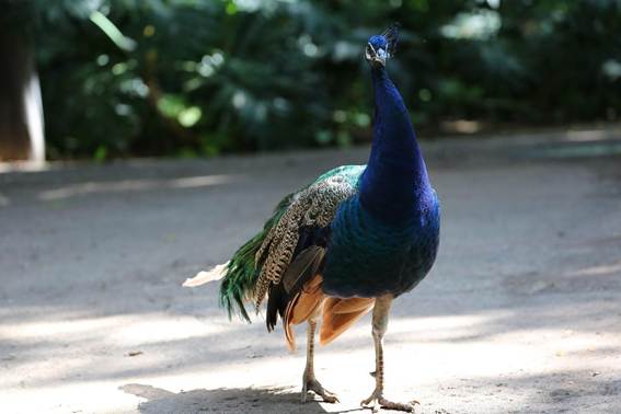 屋外に立っている鳥

AI 生成コンテンツは誤りを含む可能性があります。