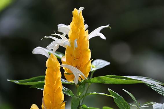 花が咲いている植物

AI 生成コンテンツは誤りを含む可能性があります。