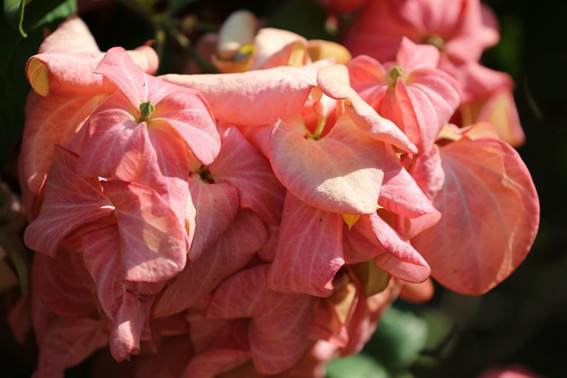 ピンクの花

AI 生成コンテンツは誤りを含む可能性があります。