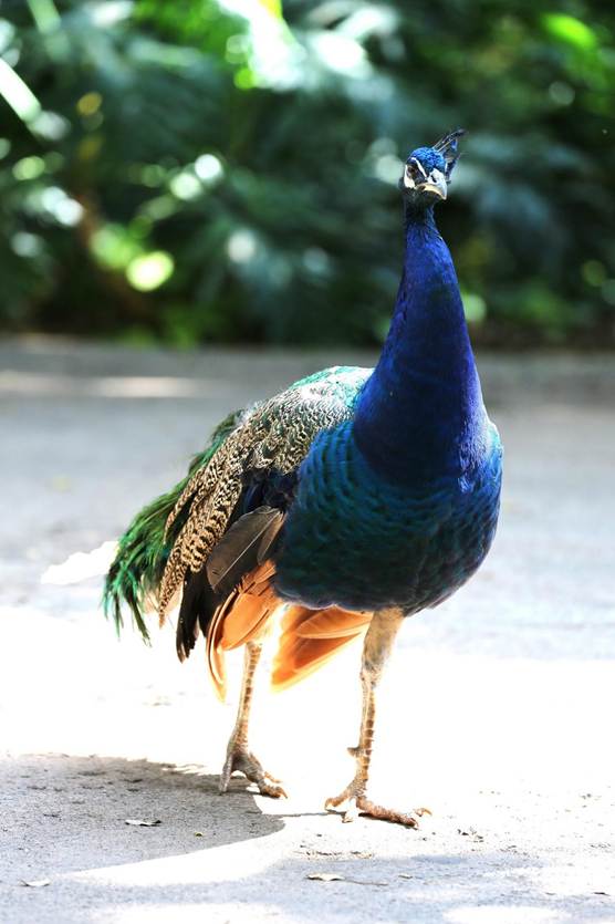 屋外に立っている鳥

AI 生成コンテンツは誤りを含む可能性があります。