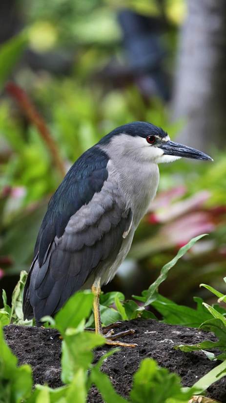 草を食べている鳥

AI 生成コンテンツは誤りを含む可能性があります。