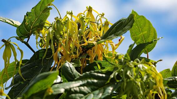 花が咲いている植物

AI 生成コンテンツは誤りを含む可能性があります。