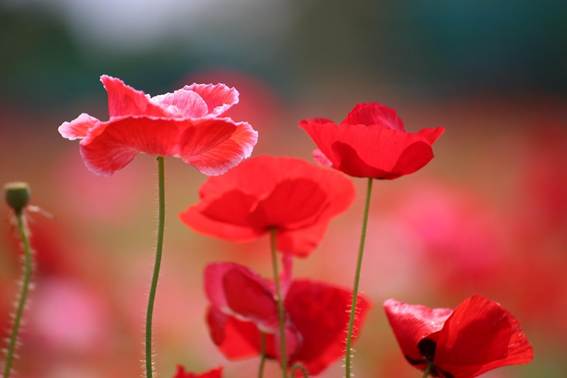 ピンク色の花

AI 生成コンテンツは誤りを含む可能性があります。