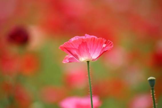 ピンク色の花

AI 生成コンテンツは誤りを含む可能性があります。