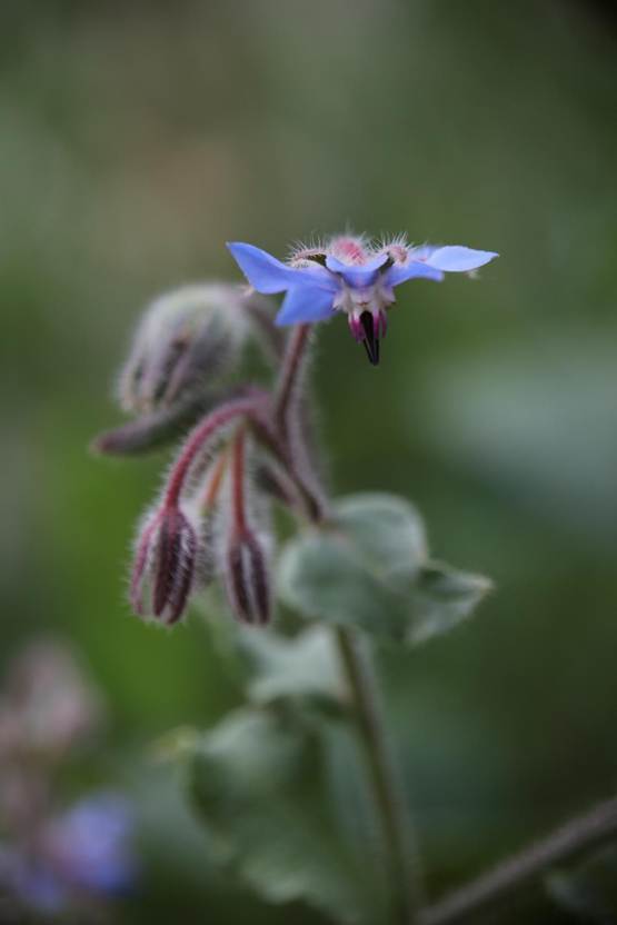 花が咲いている植物

AI 生成コンテンツは誤りを含む可能性があります。