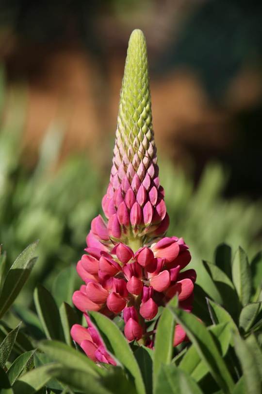 花が咲いている植物

AI 生成コンテンツは誤りを含む可能性があります。