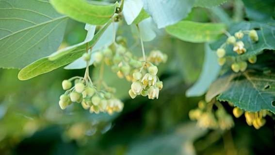 花が咲いている植物

AI 生成コンテンツは誤りを含む可能性があります。