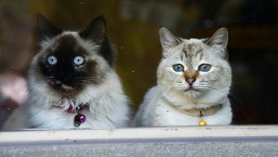 猫の顔の加工写真

AI 生成コンテンツは誤りを含む可能性があります。