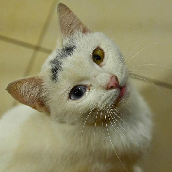 動物の顔
AI 生成コンテンツは誤りを含む可能性があります。