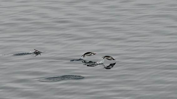 水の上を飛んでいる鳥
AI 生成コンテンツは誤りを含む可能性があります。