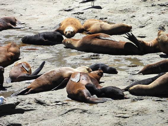 砂の上にいるアザラシ
AI 生成コンテンツは誤りを含む可能性があります。