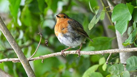 木の枝に止まっている鳥
AI 生成コンテンツは誤りを含む可能性があります。