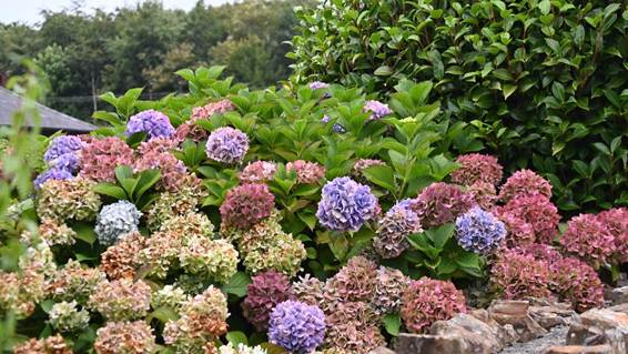 紫の花が咲いている植物
AI 生成コンテンツは誤りを含む可能性があります。